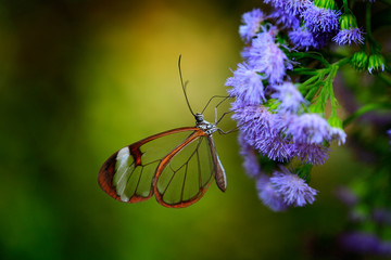 Nero Glasswing, Greta nero, Close-up of transparent glass wing butterfly on green leaves, scene from tropical forest, Costa Rica, resting on a green leaf, beautiful insect in the green nature habitat © ondrejprosicky