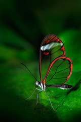 Nero Glasswing, Greta nero, Close-up of transparent glass wing butterfly on green leaves, scene from tropical forest, Costa Rica, resting on a green leaf, beautiful insect in the green nature habitat