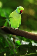 Rose-ringed Parakeet, Psittacula krameri, beautiful green parrot in the nature green forest habitat, Sri Lanka, Asia