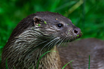 Fototapeta premium Eurasian otter, Lutra lutra, detail portrait water animal in the nature habitat, Germany