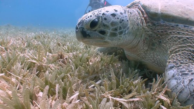 Увлекательные погружения с пасущимися на дне крупными зелеными черепахами. Дайвинг в Красном море близ Египта.