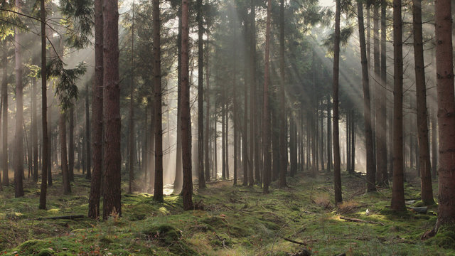 Sunbeams streaming through trees in forest, Losser, Overijssel, Holland