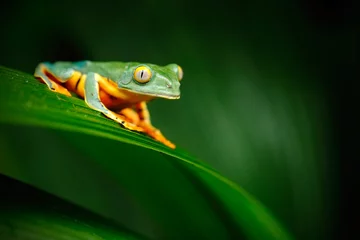 Crédence de cuisine en verre imprimé Grenouille Golden-eyed leaf frog, Cruziohyla calcarifer, green frog sitting on the leaves, tree frog in the nature habitat, Corcovado, Costa Rica