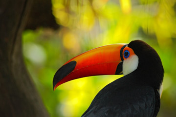 Fototapeta premium Toco Toucan, big bird with orange bill, in the nature habitat, orange beak in the dark forest, detail portrait of animal, Pantanal, Brazil