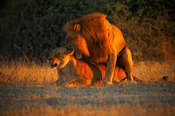 Fototapeta na wymiar Katanga Lion, Panthera leo bleyenberghi, mating action scene, animal behaviour in the nature habitat, male and female, evening orange sun, during sunset, Chobe National Park, Botswana, Africa