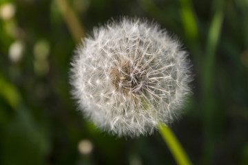 dandelion on abstract background