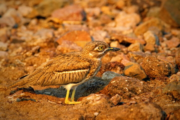 Water Dikkop, Burhinus vermiculatus, in the stone nature habitat, Chobe National Park, Botswana, Africa