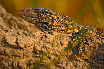 Nile Monitor, Varanus niloticus, detail head portrait of reptile, nature habitat, Chobe National Park, Botswana, Africa