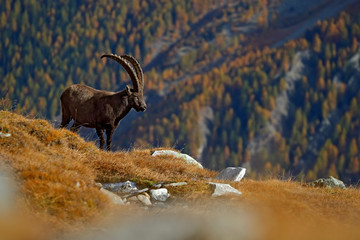 Antler Alpine Ibex, Capra ibex ibex, animal in the nature habitat, with autumn orange larch tree and rocks in background, National Park Gran Paradiso, Italy