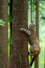 Cougar, Puma concolor, climbing on the tree, in the forest nature habitat, portrait danger animal...
