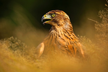 Red-tailed Hawk, Buteo jamaicensis, bird of prey portrait with open bill with blurred habitat in background, hidden in the grass, green forest at the background, USA