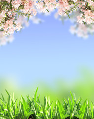 Obraz na płótnie Canvas Sprinf flowers of pink color and green grass
