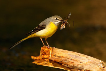 Grey wagtail, Motacilla cinerea, gray and yellow water bird with insect food in the bill, meat for young, animal in the nature habitat, in the water, sitting on the branch, France