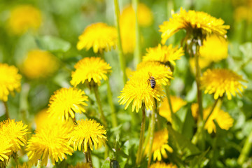 Closeup of Dandelion Flower at Blossom