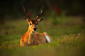 Pampas Deer, Ozotoceros bezoarticus, sitting in the green grass, evening sun, animal in the nature habitat, Pantanal, Brazil - obrazy, fototapety, plakaty