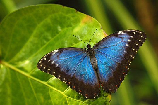 Blue Morpho, Morpho peleides, big Butterfly sitting on green leaves, insect in the nature habitat, Panama