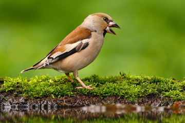 Songbird, Hawfinch, Coccothraustes coccothraustes, brown songbird sitting in the water, nice lichen tree branch, bird in the nature habitat, spring - nesting time, reflection, Slovakia