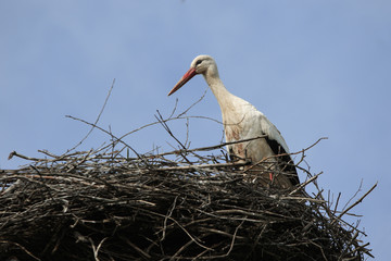 White stork sits in his nest alone and stretches his neck