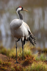 Common Crane, Grus grus, big bird in the nature habitat, Lake Hornborga, Sweden
