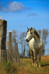 Obraz premium Ładny biały koń camargue karmi się sianem z koniem w tle, ciemnoniebieskie niebo z chmurami, Camargue, Francja