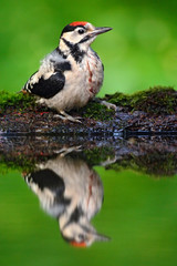 Great Spotted Woodpecker, detail close-up portrait of bird head with red cap, black and white animal in the forest habitat, clear green background, reflection in the water, Germany