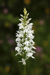 Spotted Orchid, Dactylorhiza maculata transsilvanica, white wild orchid, flowering European terrestrial orchid, nature habitat, detail of bloom, spring scene at the morning light, Czech republic