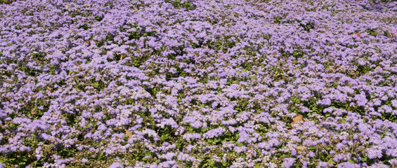 Obraz premium Ageratum houstonianum