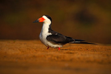 Black Skimmer, Rynchops niger, exotic bird in the nature habitat, bird sitting in the cost sand, Rio Negro, Pantanal, Brazil