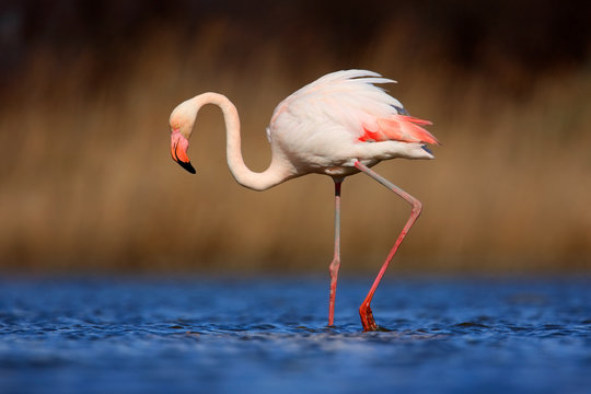 Greater Flamingo, Phoenicopterus ruber, beautiful pink big bird in dark blue water, with evening sun, reed in the background, animal in the nature habitat, Italy