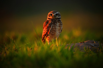 Burrowing Owl, Athene cunicularia, night bird with beautiful evening sun, animal in the nature habitat, Mato Grosso, Pantanal, Brazil