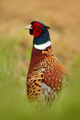 Common Pheasant, hidden portrait, bird with long tail on the green grass meadow, animal in the nature habitat, wildlife scene from Poland