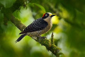 Woodpecker bird. Black-cheeked Woodpecker, Melanerpes pucherani, sitting on the branch in the green forest. Tropic woodpecker in the nature habitat at Costa Rica