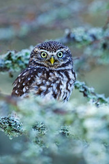 Little Owl, Athene noctua, in the autumn larch forest in central Europe, portrait of small bird in the nature habitat, Norway