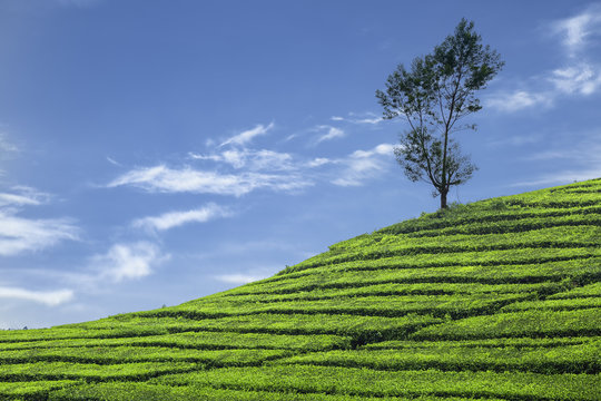 Lone tree in tea plantation, West Java, Indonesia