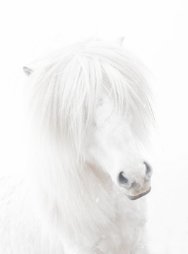 Close-up portrait of a white Icelandic horse with its forelock covering its eyes, Iceland