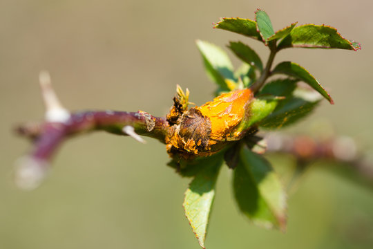 Rose rust fungus (Phragmidium mucronatum) on dog rose (Rosa canina). A common plant pathogen evident as bright orange pustules on budding stalk of wild rose