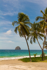 The palms on  Caribbean beach, Martinique.