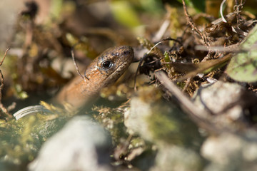 Slow worm (Anguis fragilis) visible amongst undergrowth. A legless lizard in the family Anguidae, superbly camouflaged amongst low vegetation