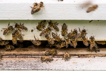 Honey bees swarming and flying around their beehive