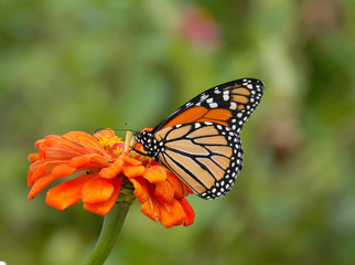 Monarch Butterfly sipping from an orange zinnia flower in the garden.
