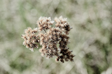 thorn