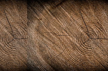 Naklejka premium Baum Jahresringe Collage