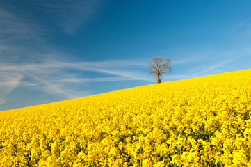 Field of rape seed with a blue sky and tree. Landscape image of yellow rape seed flowers in a field with a single tree on the horizon against a blue sky.