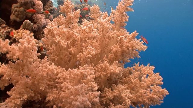 Живописный красочный коралловый риф. Дайвинг в Красном море близ Египта.