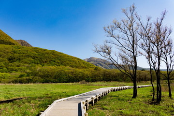 Fototapeta na wymiar たで原湿原