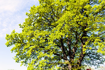 Oak tree treetop