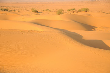 Fototapeta na wymiar Sand dunes of Thar desert, Jaisalmer, Rajasthan, India 