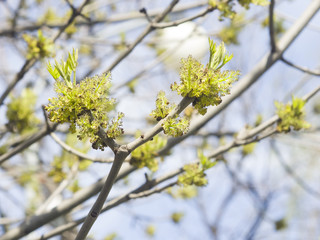 Flowers Common Ash, Fraxinus, excelsior, on branch with bokeh background macro, selective focus, shallow DOF