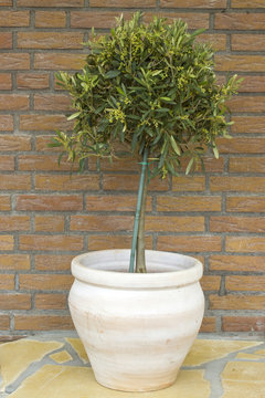 Blooming olive tree in terracotta pot