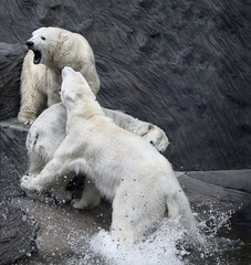 животные медведи